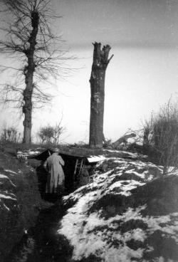 Arbre observatoire dans la Somme en 1915