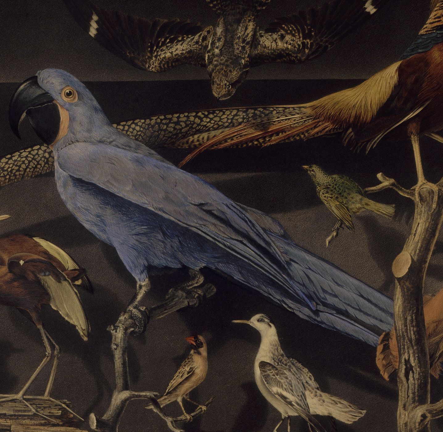 Réunion d'oiseaux étrangers