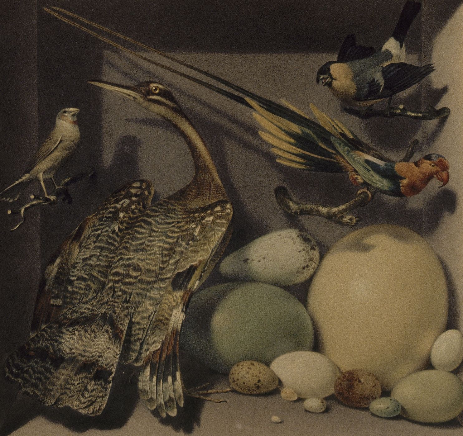 Réunion d'oiseaux étrangers