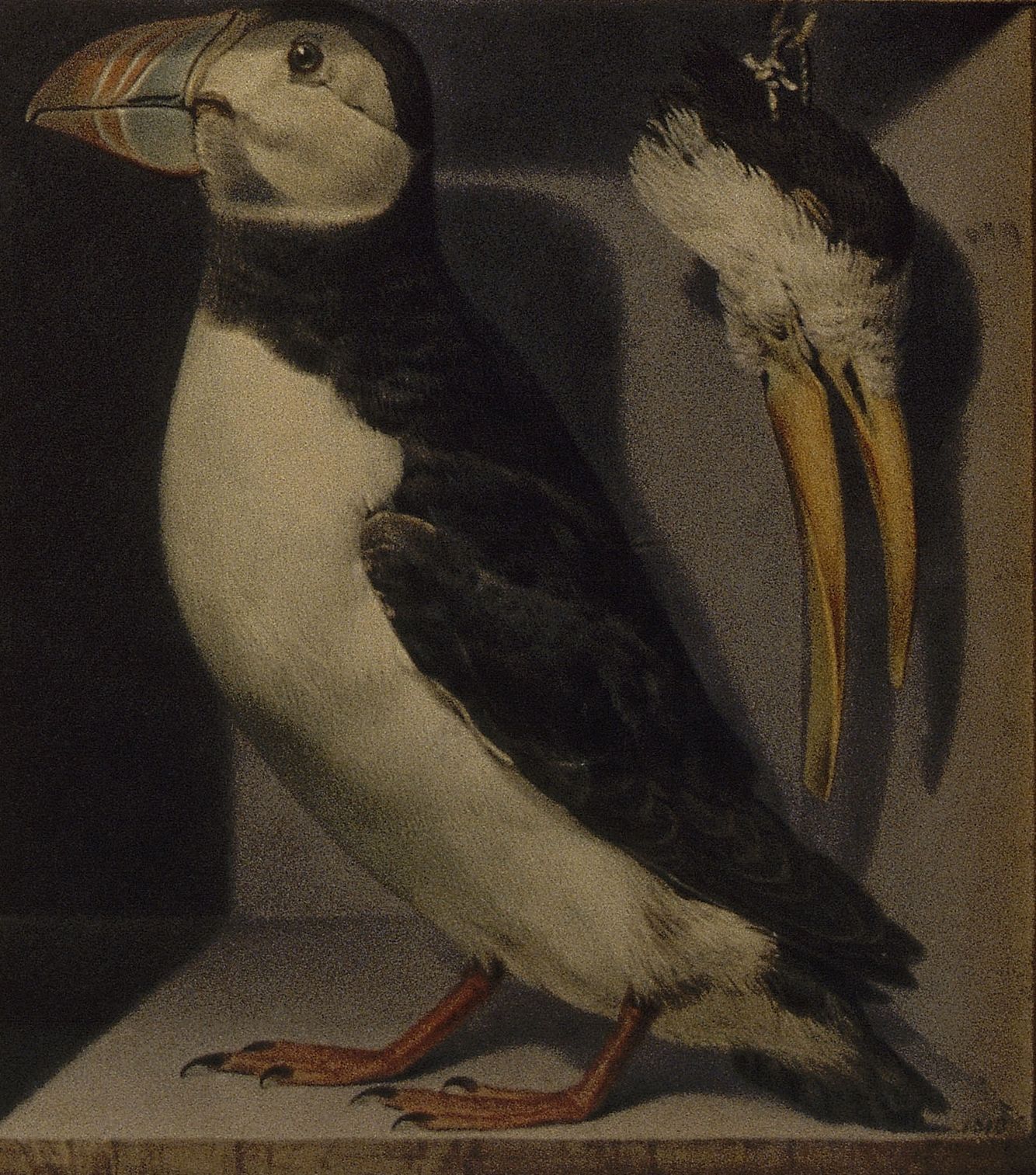 Réunion d'oiseaux étrangers