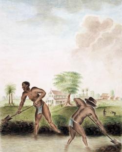 « Noirs de pelle », esclaves en Guyane