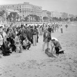 Le Guépard, Cannes 1963