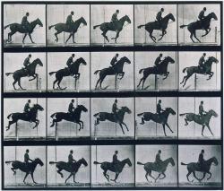 Saut d'obstacle - MUYBRIDGE Eadweard