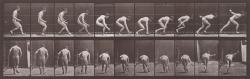 Déplacement animal - Muybridge