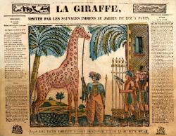 girafe au jardin des plantes