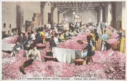 Triage des roses dans une usine pour la parfumerie