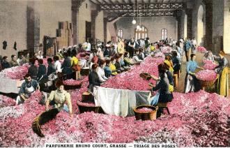 Parfumerie Bruno Court, Grasse : triage des roses.